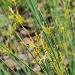 Juncus remotiflorus (A Rush) at Jerrabomberra, ACT - 5 Nov 2022 by Mike