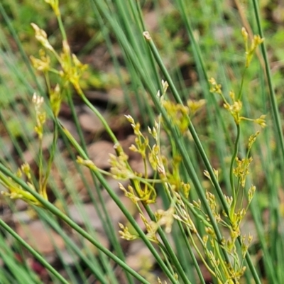Juncus remotiflorus (Diffuse Rush) at Jerrabomberra, ACT - 5 Nov 2022 by Mike