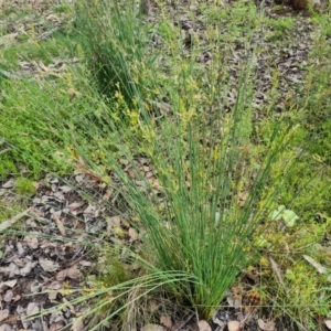 Juncus remotiflorus at Jerrabomberra, ACT - 5 Nov 2022 03:13 PM