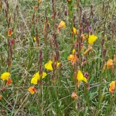 Oenothera stricta subsp. stricta (Common Evening Primrose) at Isaacs Ridge - 5 Nov 2022 by Mike