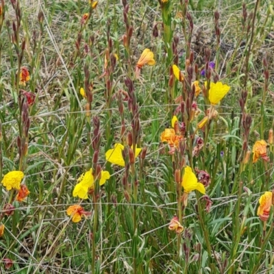 Oenothera stricta subsp. stricta (Common Evening Primrose) at Jerrabomberra, ACT - 5 Nov 2022 by Mike