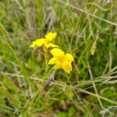 Goodenia pinnatifida (Scrambled Eggs) at Isaacs Ridge - 5 Nov 2022 by Mike