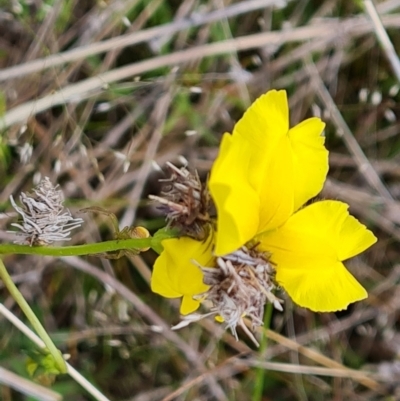 Heliocosma (genus - immature) (A tortrix or leafroller moth) at Isaacs Ridge - 5 Nov 2022 by Mike