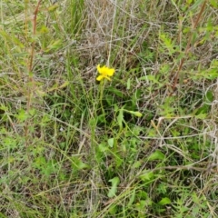 Goodenia pinnatifida (Scrambled Eggs) at Jerrabomberra, ACT - 5 Nov 2022 by Mike