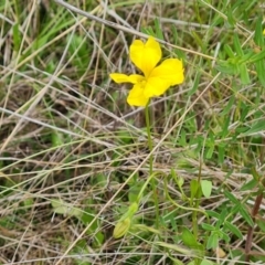 Goodenia pinnatifida at Jerrabomberra, ACT - 5 Nov 2022