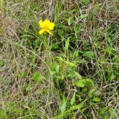 Goodenia pinnatifida at Jerrabomberra, ACT - 5 Nov 2022 02:34 PM