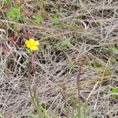 Hypericum gramineum (Small St Johns Wort) at Isaacs Ridge - 5 Nov 2022 by Mike