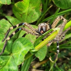 Neosparassus sp. (genus) at Downer, ACT - suppressed