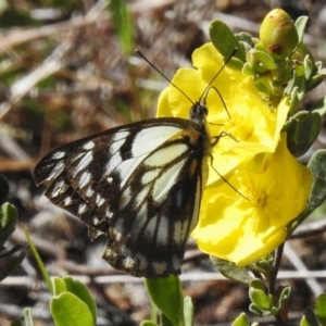 Belenois java at Coree, ACT - 3 Nov 2022 10:06 AM