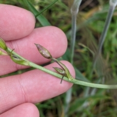 Arthropodium fimbriatum at Mountain Creek, NSW - 5 Nov 2022