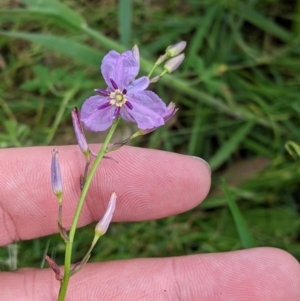 Arthropodium strictum at Mountain Creek, NSW - 5 Nov 2022