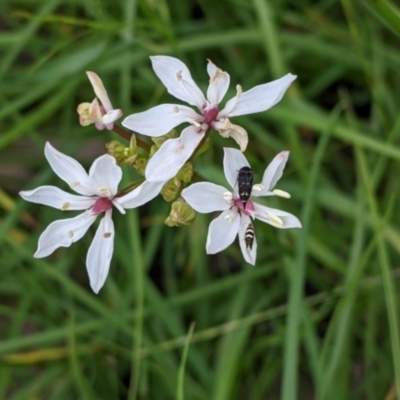 Burchardia umbellata (Milkmaids) at Mountain Creek, NSW - 5 Nov 2022 by Darcy