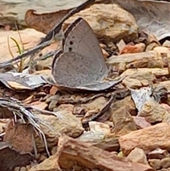 Erina hyacinthina (Varied Dusky-blue) at Carwoola, NSW - 5 Nov 2022 by Liam.m