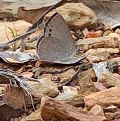 Erina hyacinthina (Varied Dusky-blue) at Carwoola, NSW - 4 Nov 2022 by Liam.m