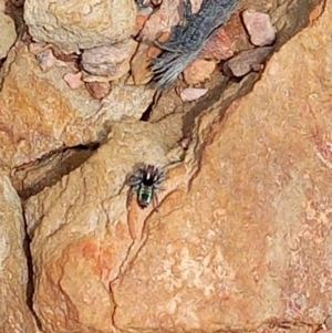 Maratus calcitrans at Carwoola, NSW - 5 Nov 2022