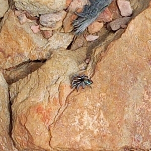 Maratus calcitrans at Carwoola, NSW - 5 Nov 2022