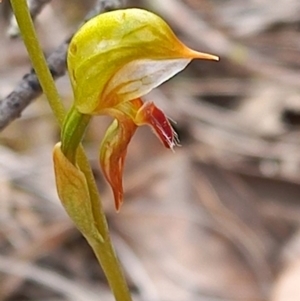 Oligochaetochilus aciculiformis at Carwoola, NSW - 5 Nov 2022