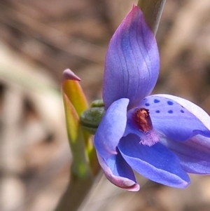 Thelymitra juncifolia at Carwoola, NSW - 5 Nov 2022