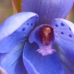 Thelymitra juncifolia at Carwoola, NSW - 5 Nov 2022