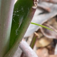 Thelymitra simulata at Carwoola, NSW - 5 Nov 2022