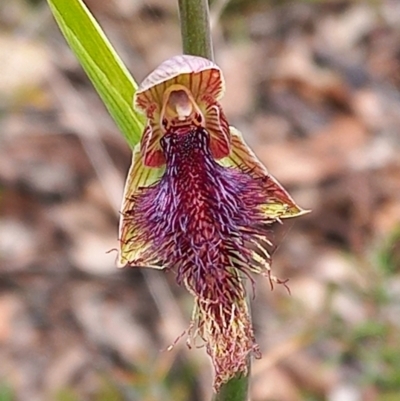 Calochilus platychilus (Purple Beard Orchid) at Carwoola, NSW - 5 Nov 2022 by Liam.m