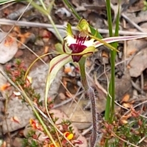 Caladenia atrovespa at Carwoola, NSW - 5 Nov 2022