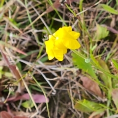 Goodenia pinnatifida (Scrambled Eggs) at O'Malley, ACT - 5 Nov 2022 by Mike