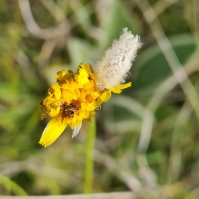 Heliocosma (genus - immature) (A tortrix or leafroller moth) at Isaacs Ridge and Nearby - 5 Nov 2022 by Mike