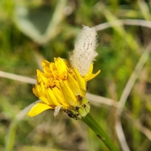 Heliocosma (genus - immature) at Isaacs Ridge and Nearby - 5 Nov 2022 03:55 PM