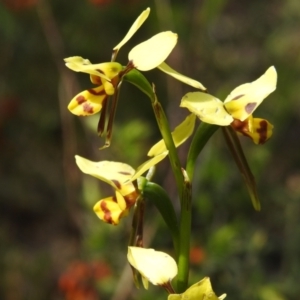 Diuris sulphurea at Coree, ACT - suppressed