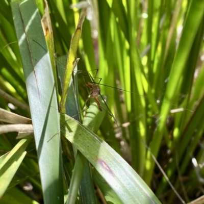Leptotarsus (Macromastix) sp. (genus & subgenus) (Unidentified Macromastix crane fly) at Thirlmere, NSW - 2 Nov 2022 by GlossyGal