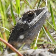 Amphibolurus muricatus (Jacky Lizard) at Coree, ACT - 3 Nov 2022 by JohnBundock