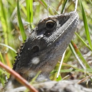 Amphibolurus muricatus at Coree, ACT - 3 Nov 2022 12:47 PM