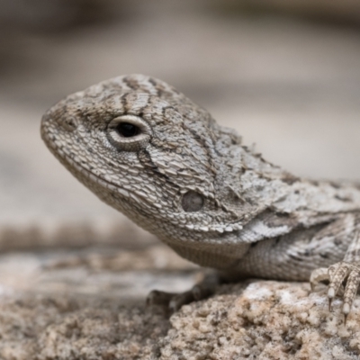 Amphibolurus muricatus (Jacky Lizard) at Paddys River, ACT - 5 Nov 2022 by patrickcox