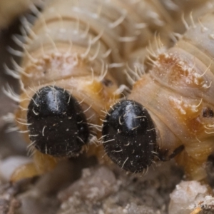 Perginae sp. (subfamily) at Paddys River, ACT - 5 Nov 2022