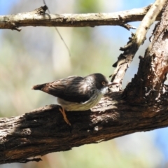 Daphoenositta chrysoptera (Varied Sittella) at Thirlmere, NSW - 1 Nov 2022 by GlossyGal