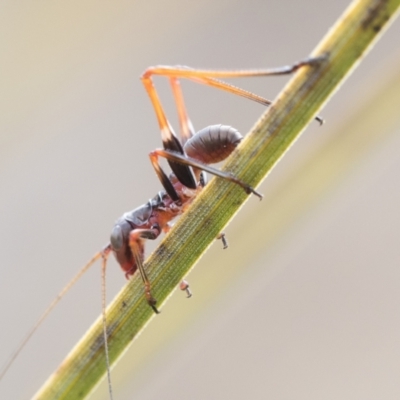 Torbia viridissima (Gum Leaf Katydid) at Paddys River, ACT - 4 Nov 2022 by patrickcox