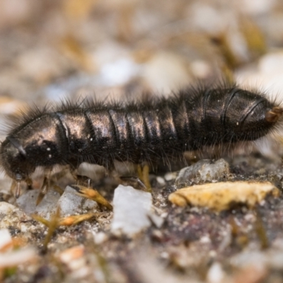 Ecnolagria sp. (genus) (A brown darkling beetle) at Paddys River, ACT - 5 Nov 2022 by patrickcox
