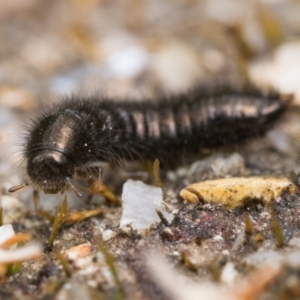 Ecnolagria sp. (genus) at Paddys River, ACT - 5 Nov 2022 01:00 PM