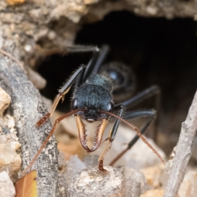 Myrmecia tarsata (Bull ant or Bulldog ant) at Paddys River, ACT - 5 Nov 2022 by patrickcox