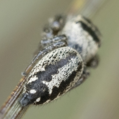 Opisthoncus sp. (genus) (Opisthoncus jumping spider) at Paddys River, ACT - 5 Nov 2022 by patrickcox