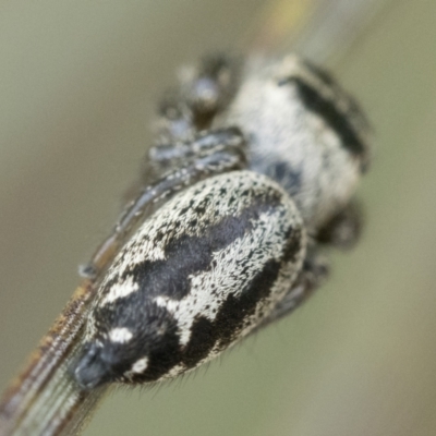 Opisthoncus sp. (genus) (Unidentified Opisthoncus jumping spider) at Paddys River, ACT - 5 Nov 2022 by patrickcox