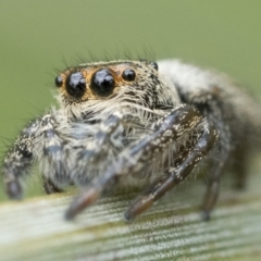 Opisthoncus sp. (genus) at Paddys River, ACT - 5 Nov 2022