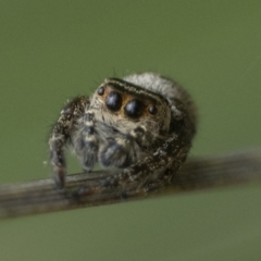 Opisthoncus sp. (genus) at Paddys River, ACT - 5 Nov 2022