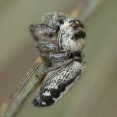 Opisthoncus sp. (genus) at Paddys River, ACT - 5 Nov 2022