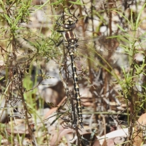 Notoaeschna sagittata at Coree, ACT - 3 Nov 2022