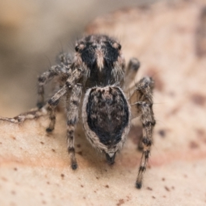 Maratus plumosus at Paddys River, ACT - 5 Nov 2022