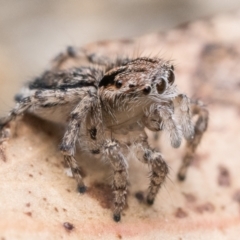 Maratus plumosus at Paddys River, ACT - 5 Nov 2022