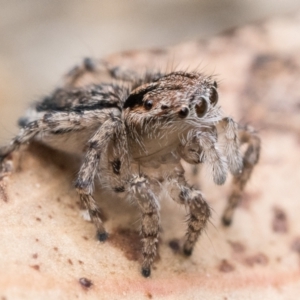 Maratus plumosus at Paddys River, ACT - 5 Nov 2022