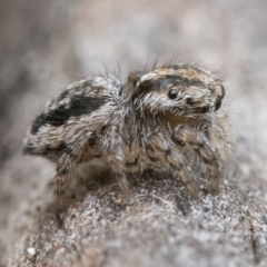 Maratus plumosus at Paddys River, ACT - 5 Nov 2022